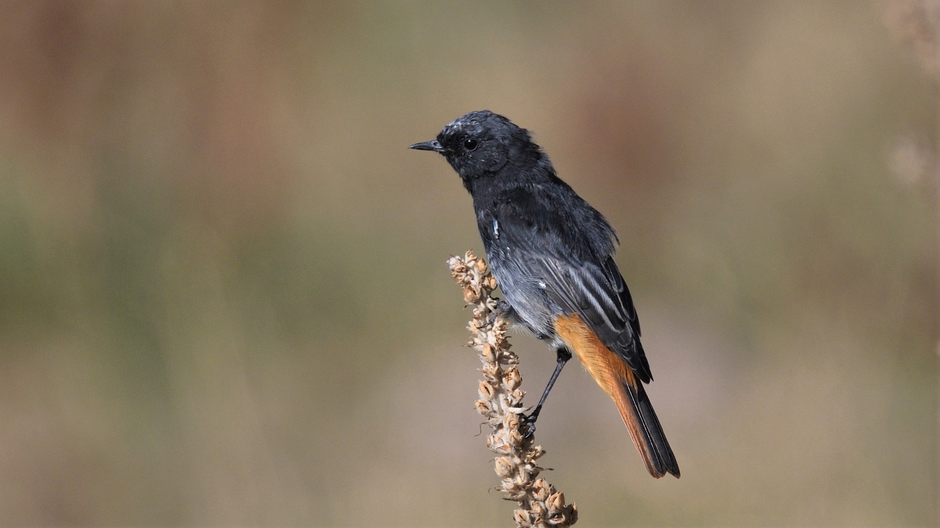 Black Redstart